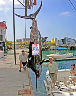 grander marlin with shark bites