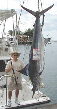 186 striped marlin caught on stand-up tackle - Feb. 2002.
