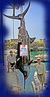 1056 lb. blue marlin even with much of it missing due to sharks attacking it