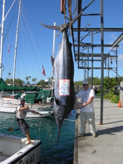 blue marlin beast status