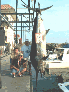 biggest black marlin